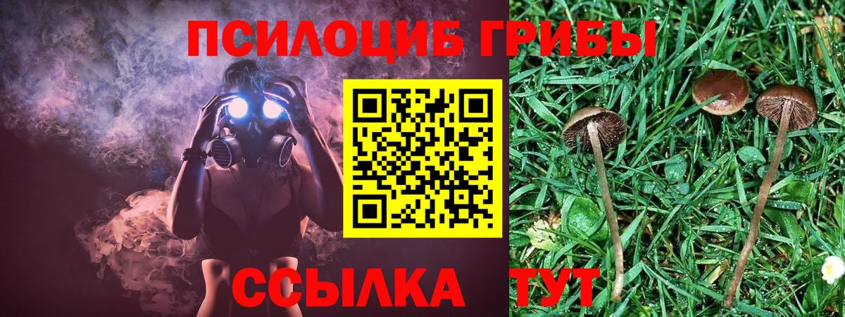 Псилоцибиновые грибы Cubensis Куйбышев